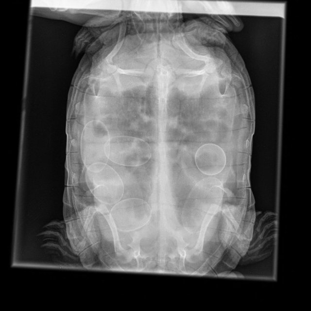 Мелкие животные_Рептилии-Грудная клетка VD-29.04.2024-15_51_31-41.jpeg