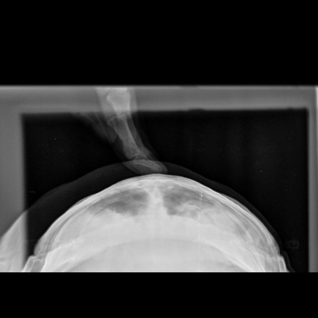 Мелкие животные_Рептилии-Грудная клетка VD-29.04.2024-15_51_30-901.jpeg