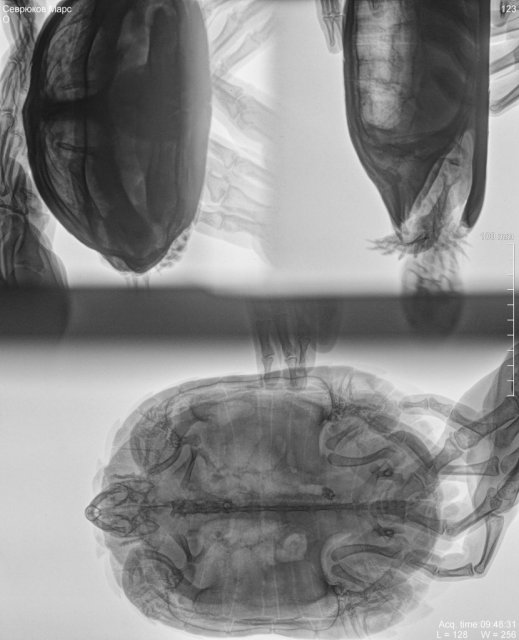 Марсик контраст.jpg