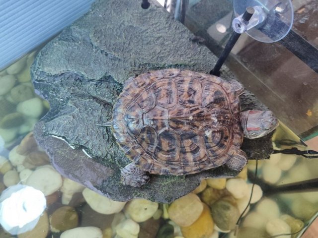 Черепаха №2.jpg