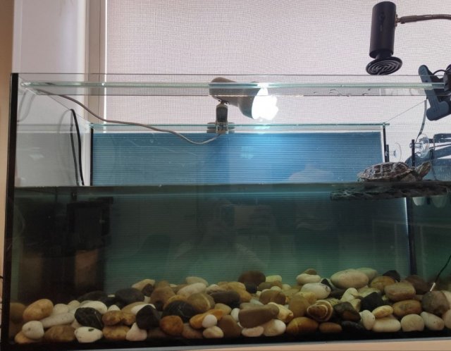 Черепаха №1.jpg