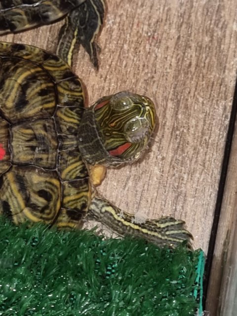 Черепаха 2.jpg