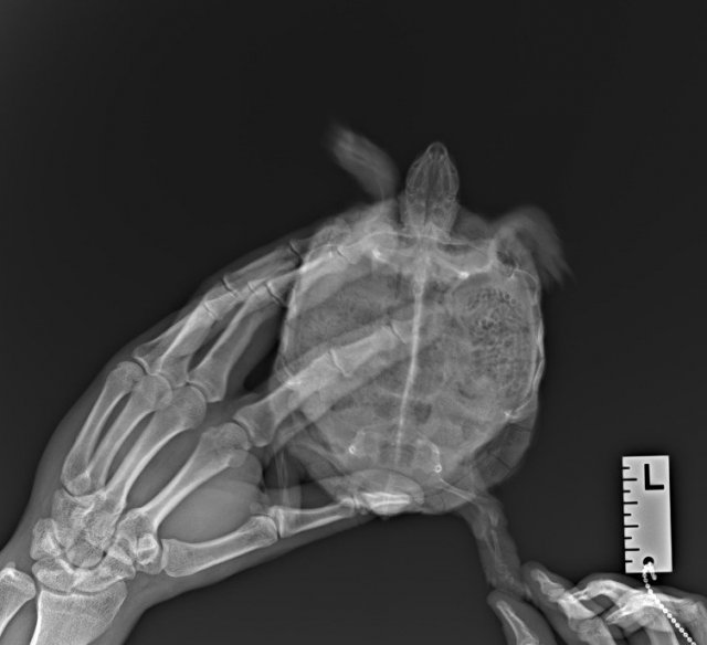 ЭКЗОТИКА_ДУСЯ_Тело целиком-ДВ_170310[1].jpg