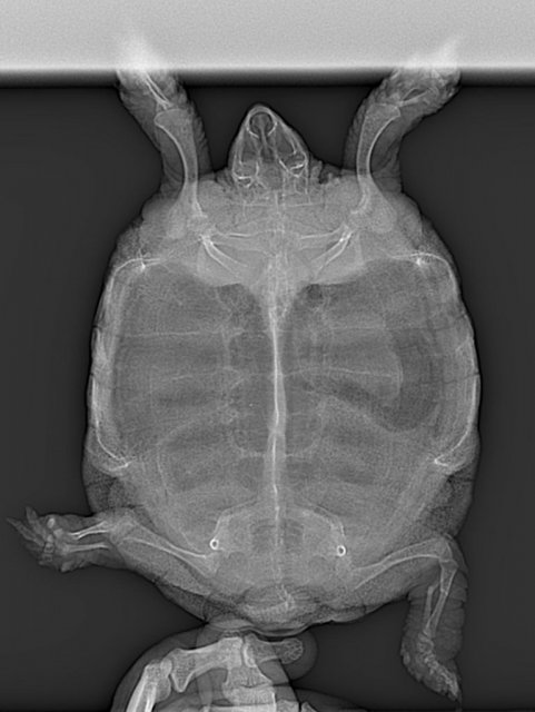 Дуся перелом Рентген 25.04.2024г..jpg