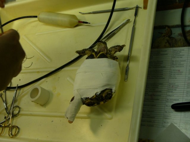 лечение перелома (5).JPG