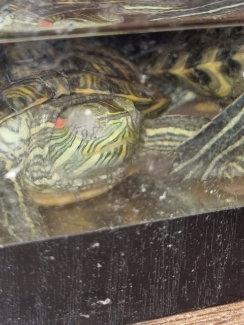 Черепаха 1.jpg