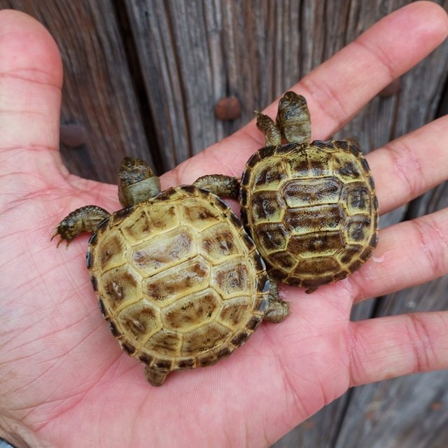 WhatsApp Image 2024-08-21 at 12.52.49.jpeg