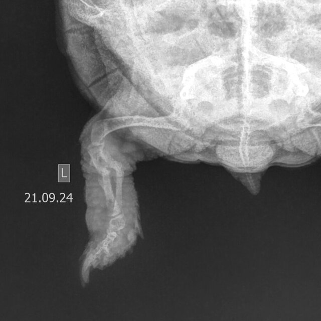 Проекция левой задней конечности.JPEG