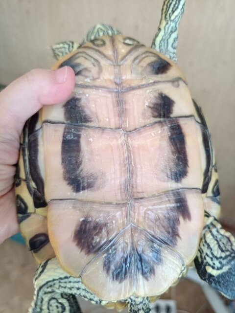 Пластрон окт24.jpg