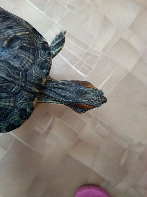 Флюс сен24.jpg