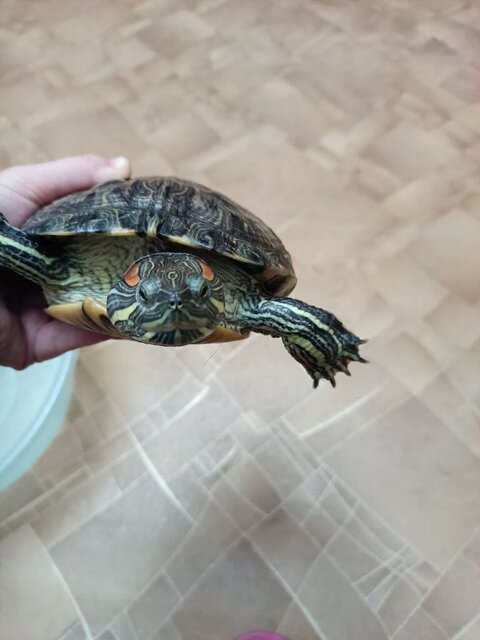 Фас флюс сен24.jpg