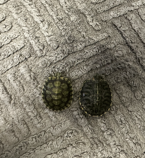 Снимок экрана 2024-12-03 в 19.06.27.png