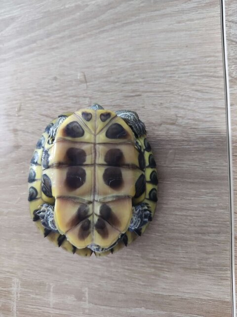 IMG_20241214_183734 (2).jpg