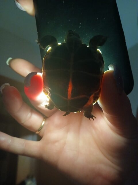 Изображение WhatsApp 2024-12-29 в 19.23.39_b27d4b00.jpg