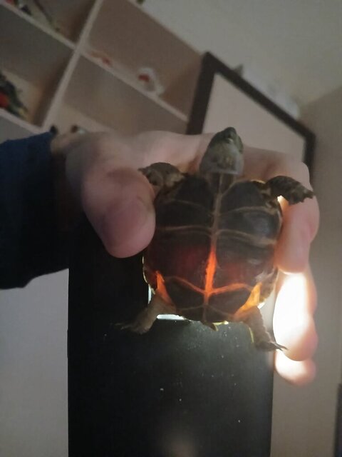 Изображение WhatsApp 2024-12-29 в 19.23.39_650432a5.jpg