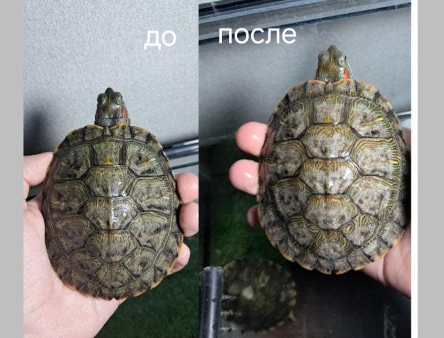 Screenshot_20250110_200140_ibisPaint X.jpg