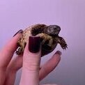 LoveTortles