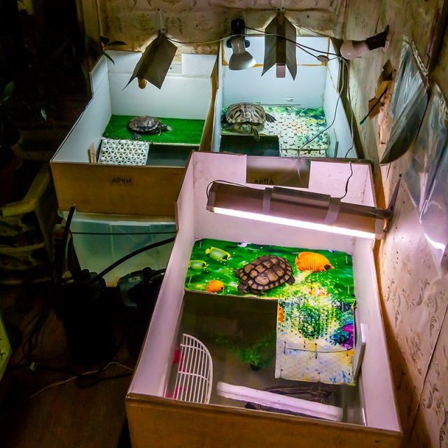 30 10 23 01 N д.Левашово. Двор, дом, аквариум. Черепахи Арчи, Лапа, Лучик.jpg