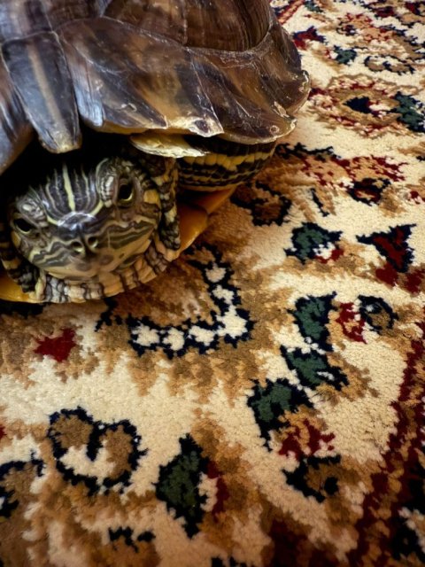 WhatsApp Image 2025-02-02 at 18.42.05 (1).jpeg