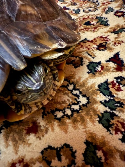 WhatsApp Image 2025-02-02 at 18.42.05.jpeg