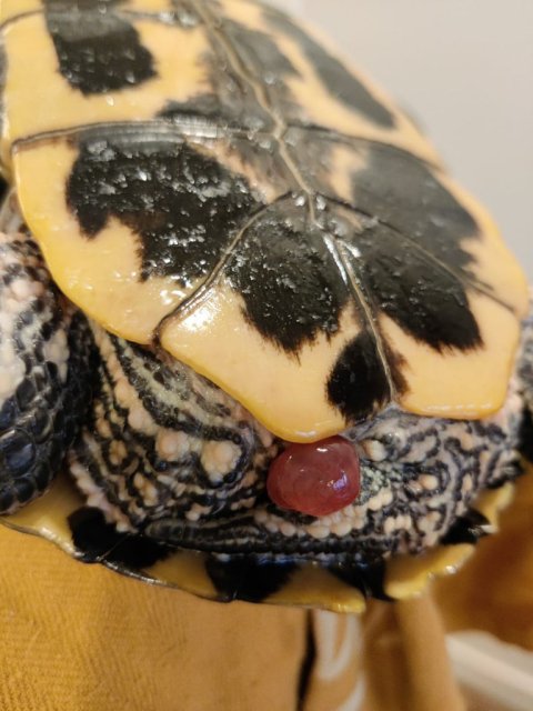 Изображение WhatsApp 2025-03-01 в 17.22.12_1b3fd289.jpg