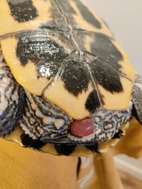 Изображение WhatsApp 2025-03-01 в 17.22.12_f869ce86.jpg