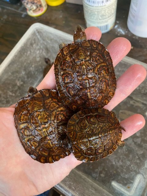 WhatsApp Image 2025-03-06 at 11.25.29.jpeg