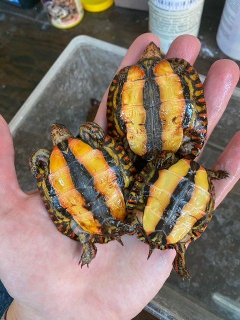 WhatsApp Image 2025-03-06 at 11.25.30.jpeg