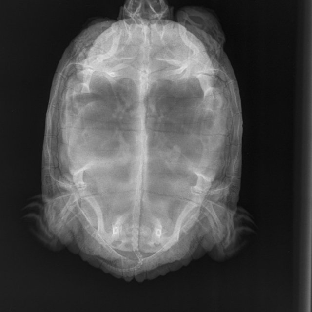 Рентген 2 нед назад (2).JPEG