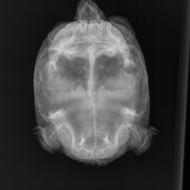 Рентген 2 недели назад.JPEG