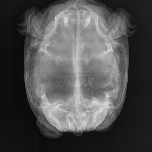 Рентген 2 нед назад.JPEG