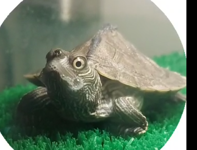 Снимок экрана 2025-04-03 193247.png