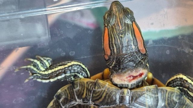 WhatsApp Image 2025-04-02 at 15.34.16.jpeg