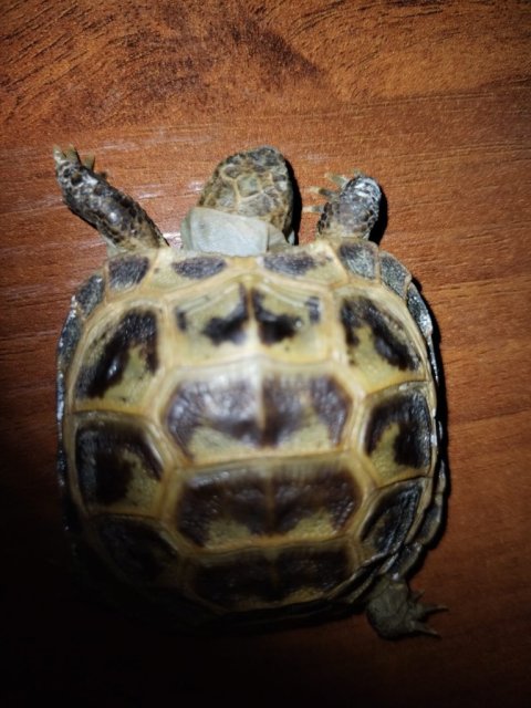 WhatsApp Image 2025-04-28 at 23.15.53.jpeg