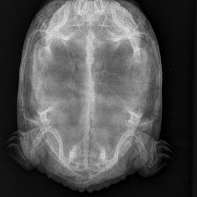Мягкие ткани Мелкий _ 10 kg-Брюшная полость VD-19.04.2025-19_58_38-378.JPEG