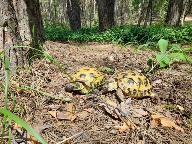 солотча (11).jpg