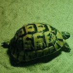 Olgabrb
