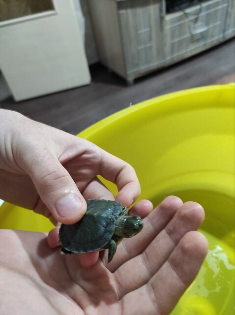 Глазки и шея.jpg