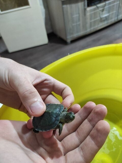 Глазки и шея 1.jpg