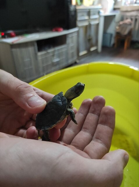 Глазки и шея 2.jpg