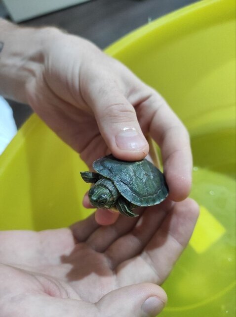 Глазки и шея 3.jpg