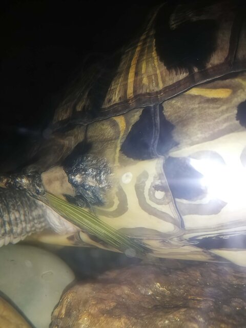 Airbrush-Image-Enhancer-1761007425317 (1).jpg